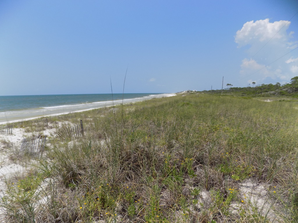 Dog Island, Florida – The Island that Time Forgot | Living Adrift